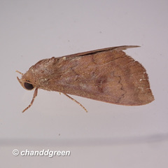 Rusicada nigritarsis