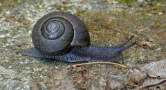 Helminthoglypta nickliniana