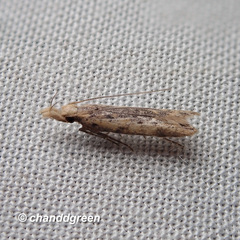 Dichomeris ochthophora