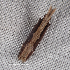 Hypatima spathota