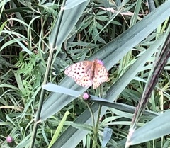 Argynnis laodice
