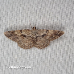 Psilalcis galsworthyi