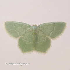 Idiochlora minuscula