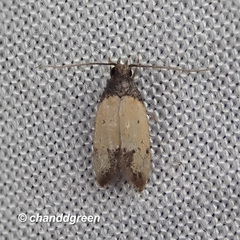 Tyrolimnas anthraconesa