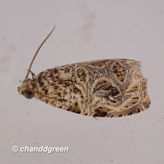 Phaecasiophora leechi