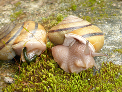 Helminthoglypta exarata