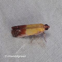 Piesmopoda semilutea