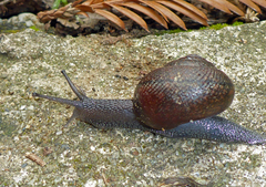 Helminthoglypta nickliniana