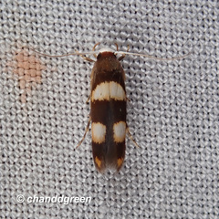 Stathmopoda paradiplaspis