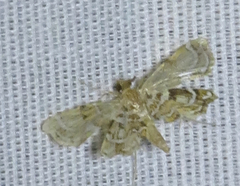 Undulambia polystichalis