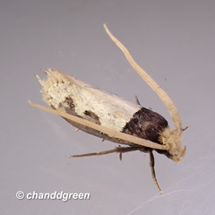 Thisizima subceratella