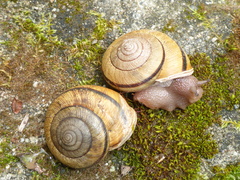 Helminthoglypta exarata