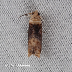 Hedya iophaea