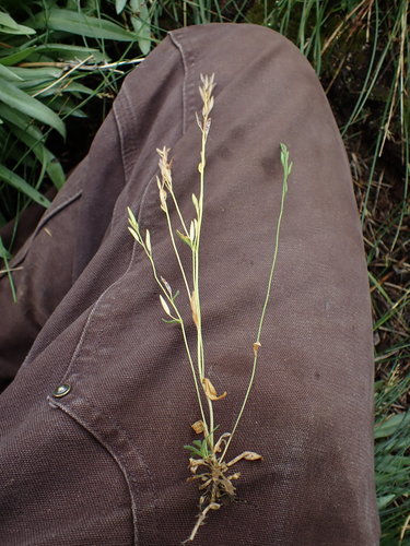 Image of Draba praealta by (c) Martin Purdy, some rights reserved (CC BY)