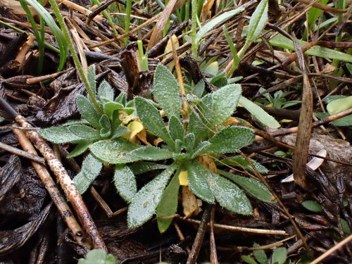 Image of Draba praealta by (c) Martin Purdy, some rights reserved (CC BY)