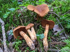 Cortinarius rubellus