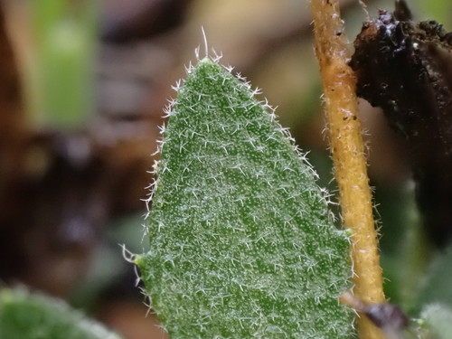 Image of Draba praealta by (c) Martin Purdy, some rights reserved (CC BY)