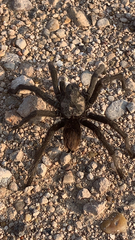 Aphonopelma gabeli