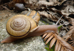 Helminthoglypta exarata