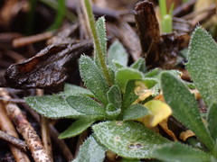 Draba praealta