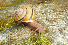 Helminthoglypta exarata