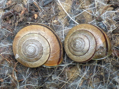 Helminthoglypta exarata