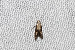 Blastodacna atra