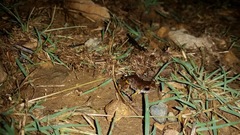 Eleutherodactylus nitidus