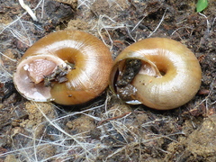 Helminthoglypta exarata