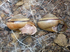 Helminthoglypta exarata