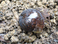 Helminthoglypta nickliniana