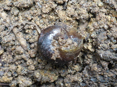 Helminthoglypta nickliniana
