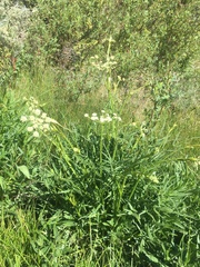Angelica kingii