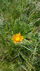 Crepis aurea