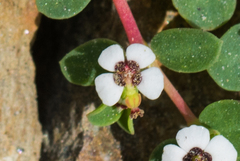 Euphorbia polycarpa polycarpa