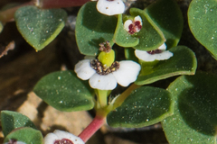 Euphorbia polycarpa polycarpa