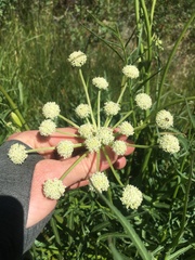 Angelica kingii