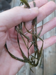Potamogeton zosteriformis