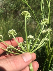 Angelica kingii