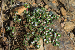 Euphorbia polycarpa polycarpa