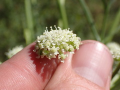 Angelica kingii