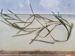 Potamogeton zosteriformis