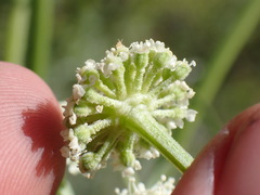 Angelica kingii