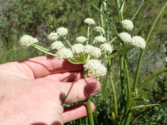 Angelica kingii