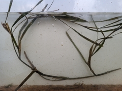 Potamogeton zosteriformis