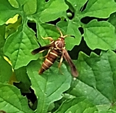 Vitacea polistiformis