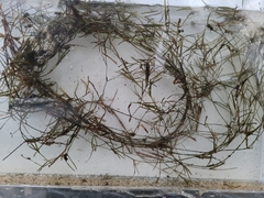 Potamogeton berchtoldii