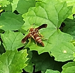 Vitacea polistiformis