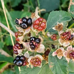 Rubus corylifolius