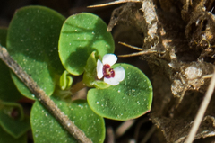 Euphorbia polycarpa polycarpa